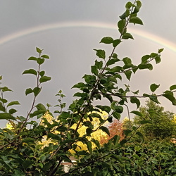 Regenboog