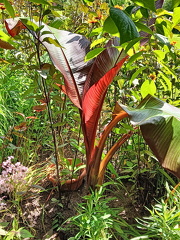 IMG20240629125611